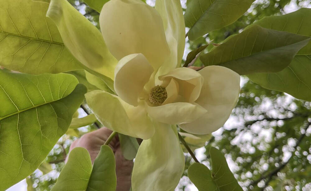 A mountain magnolia flower. (Courtesy of Jesse Bellemare)