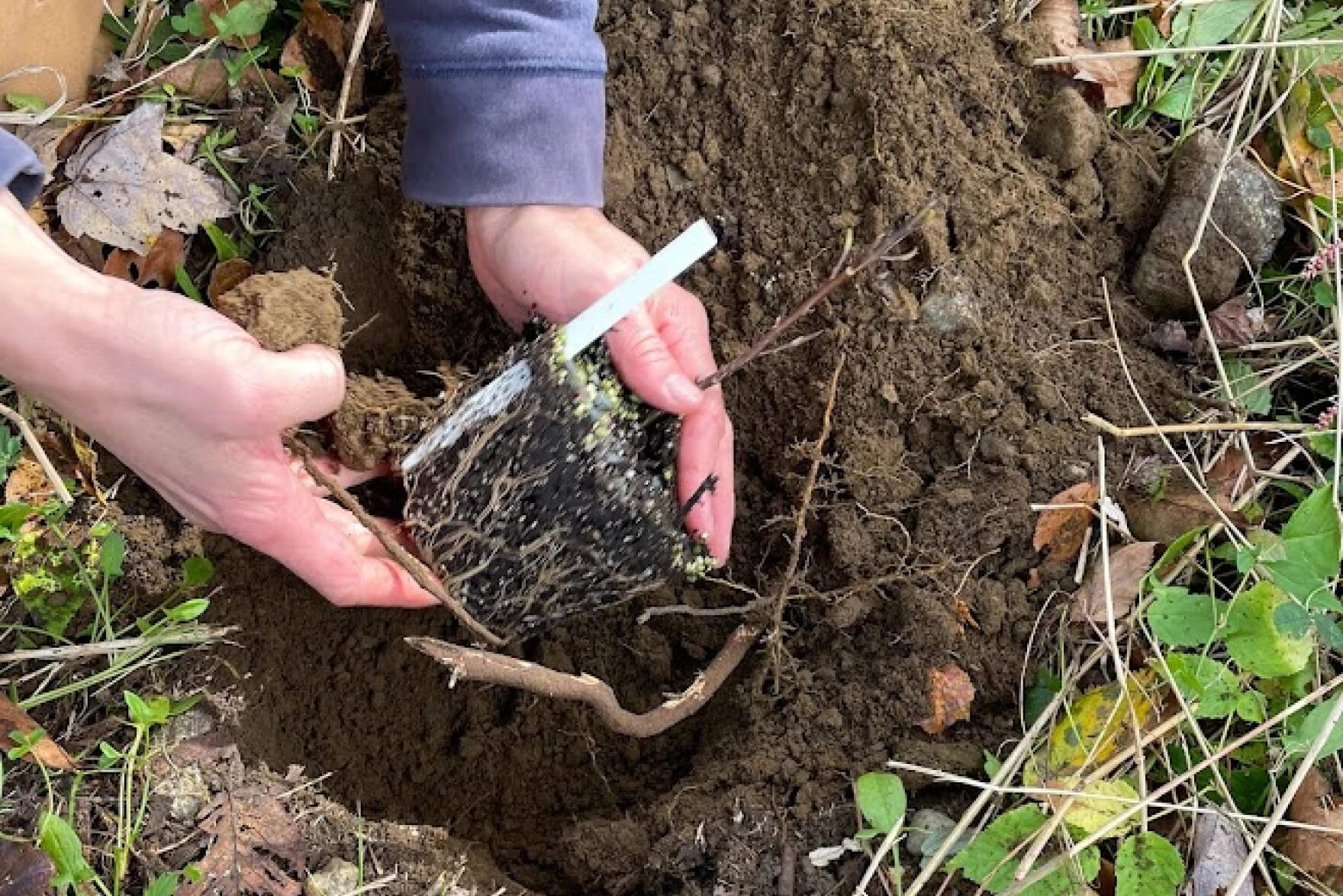 A researcher places a seedling into the earth. (Carrie Healy/NEPM)