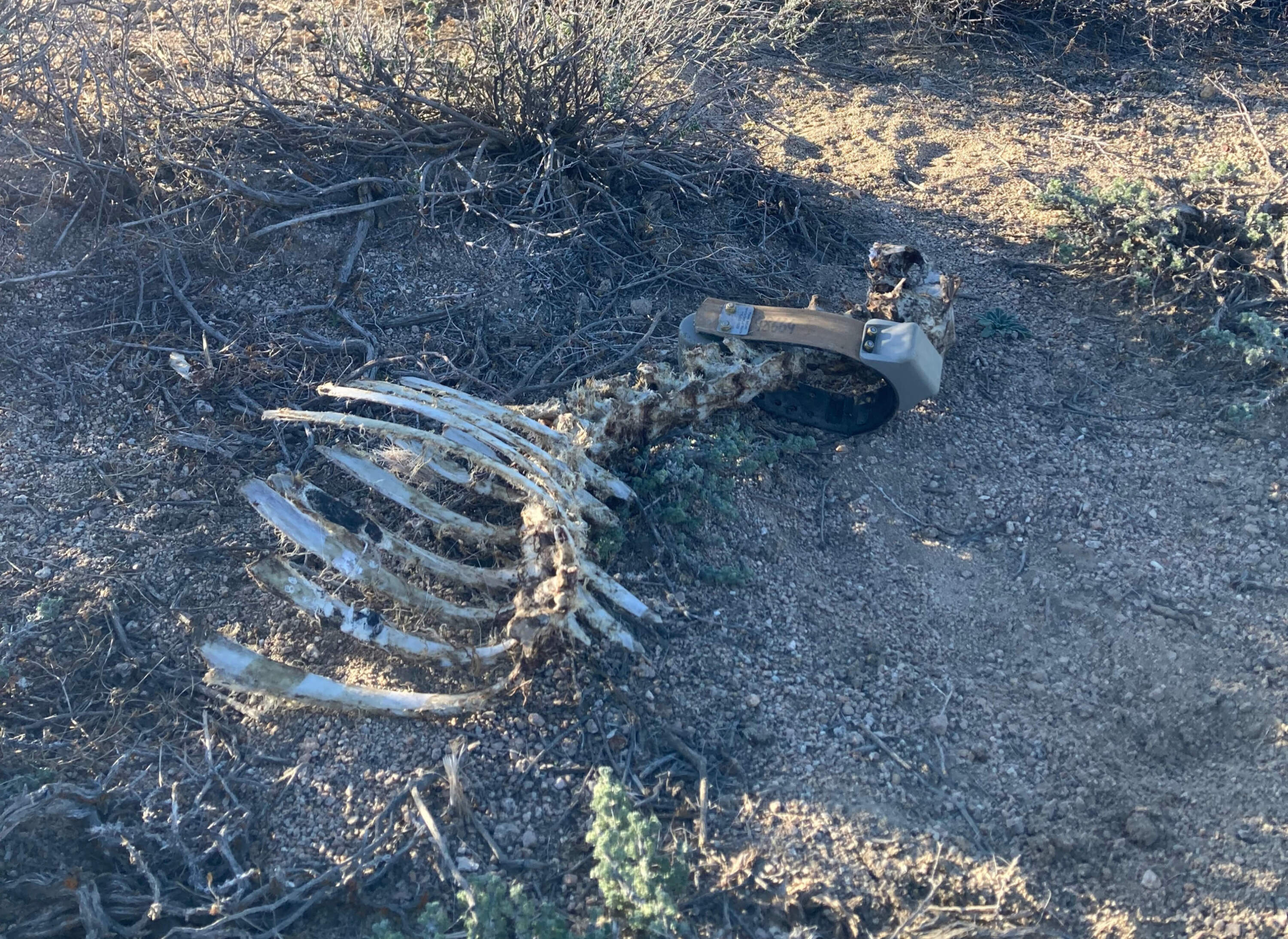 The carcass of a mule deer that likely starved last winter. Biologists warn that rising wild horse populations are wiping out the winter forage mule deer depend on for survival through the long, harsh Nevada winters. (Courtesy of Ashley Ahearn)