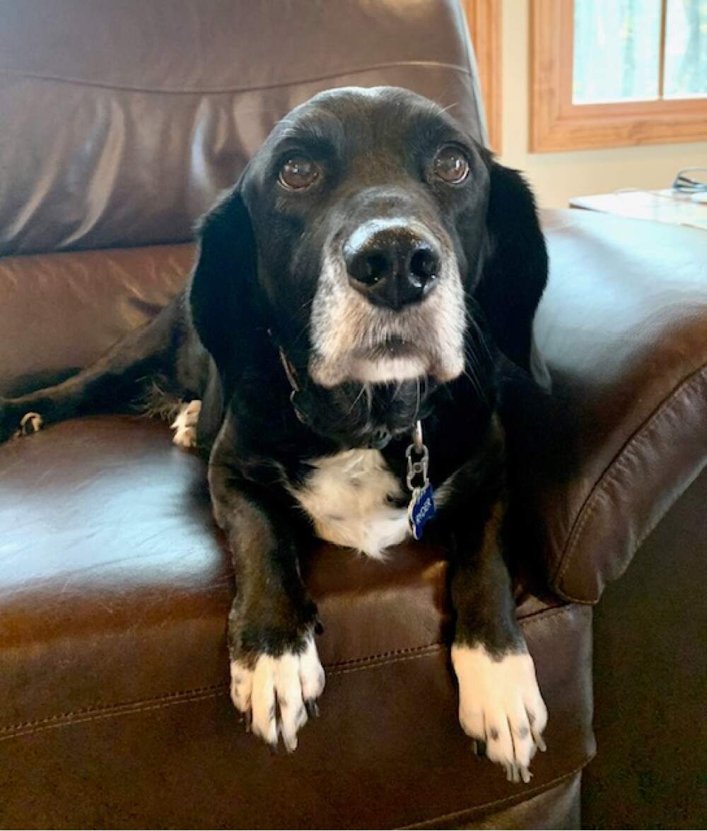 The author's dog, Ryder, a very good boy. (Courtesy T.M. Blanchet)