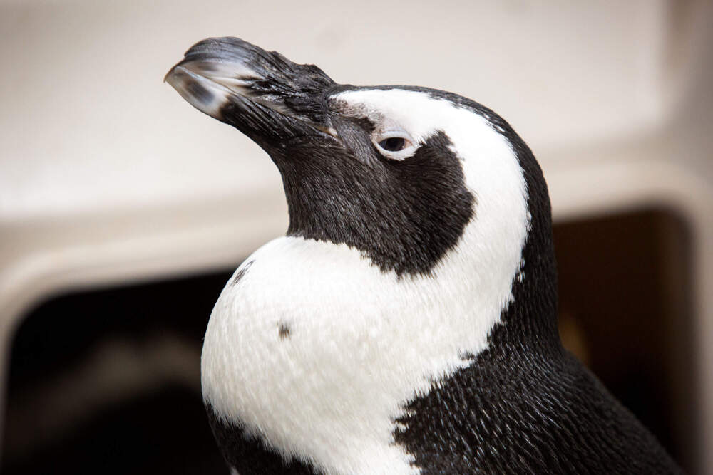 Harlequin, an African penguin, standing outside her nest at the New England Aquarium. (Robin Lubbock/WBUR)