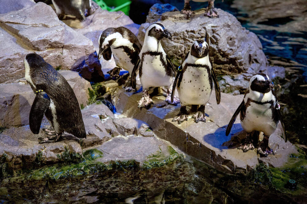 A group of African penguins standing on the rocks at the New England Aquarium. (Robin Lubbock/WBUR)