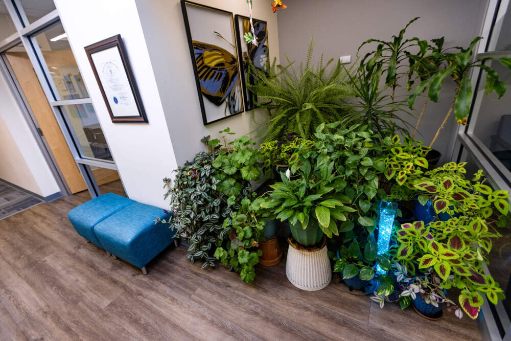 Plants, some brought in by clients, in the lobby of Riverside Community Care's CBHC in Milford. (Jesse Costa/WBUR)