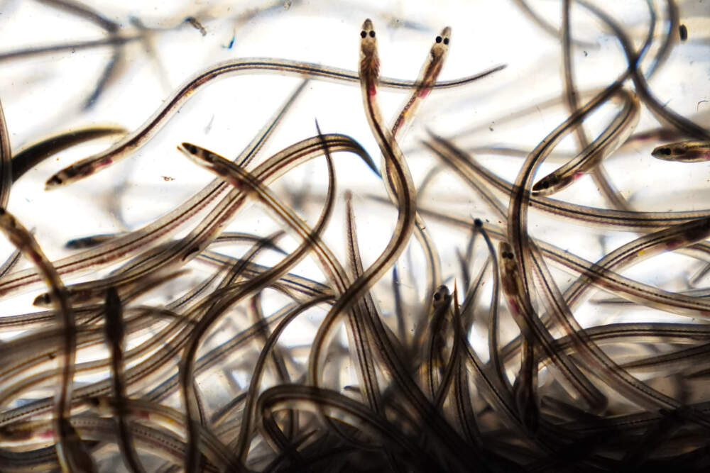 Baby eels swim in a tank after being caught in the Penobscot River in Brewer, Maine, May 15, 2021. (Robert F. Bukaty/AP)