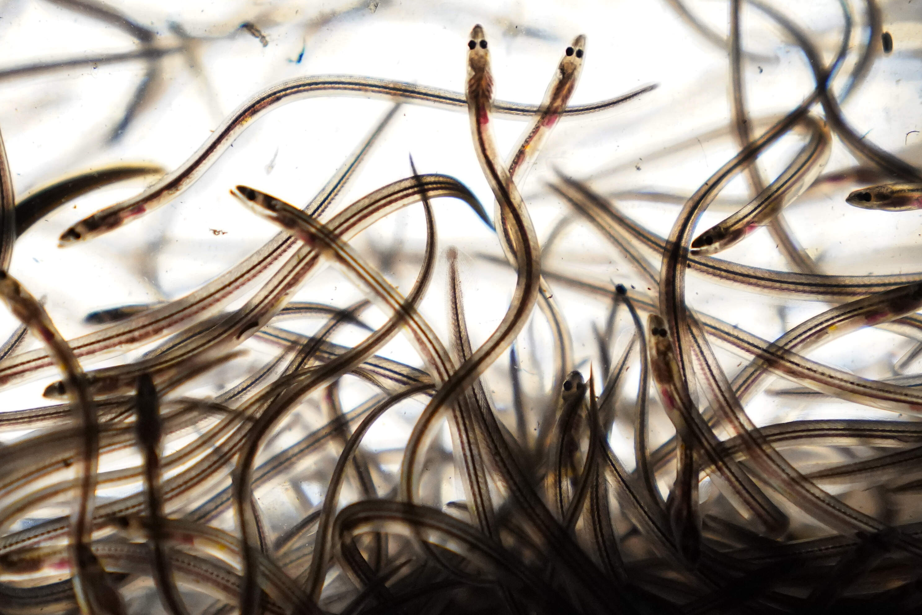 Baby eels swim in a tank after being caught in the Penobscot River in Brewer, Maine, May 15, 2021. (Robert F. Bukaty/AP)