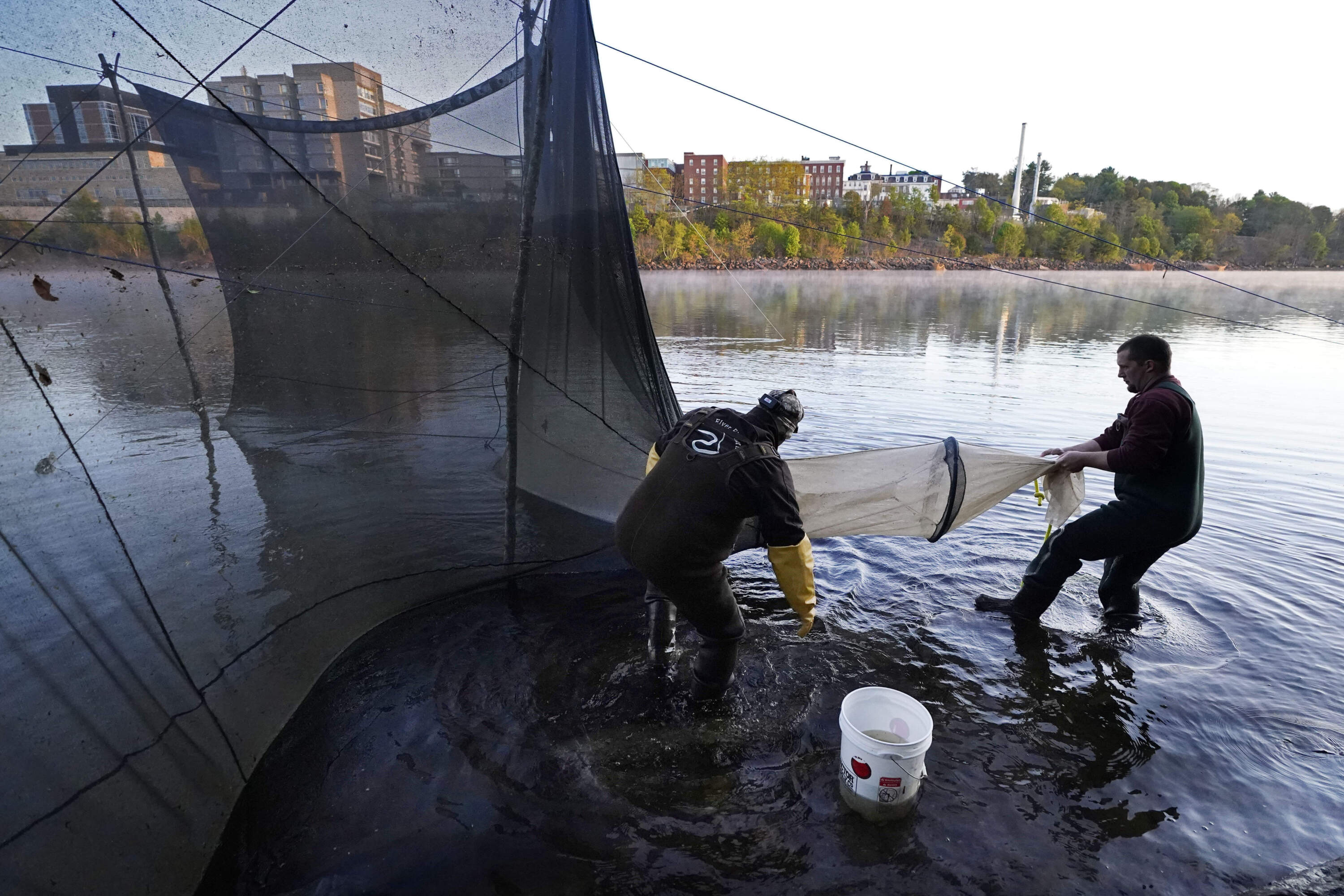 Darrell Young and his son, Dustin, set up a fyke net to capture baby eels migrating upstream on the Penobscot River in Brewer, Maine, May 15, 2021. (Robert F. Bukaty/AP)