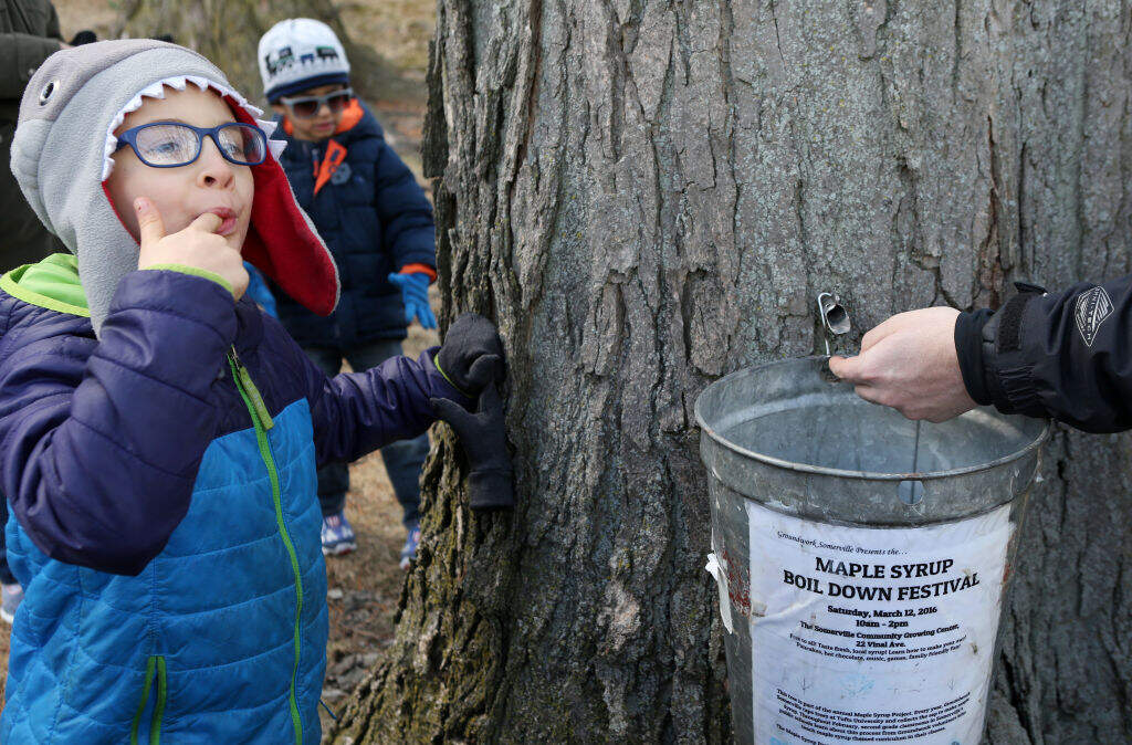 Nico Fash samples the sap running from a sugar maple during Groundwork Somerville's annual tapping of the trees at Tufts University in Medford, Massachusetts in 2019. (Angela Rowlings/MediaNews Group/Boston Herald)