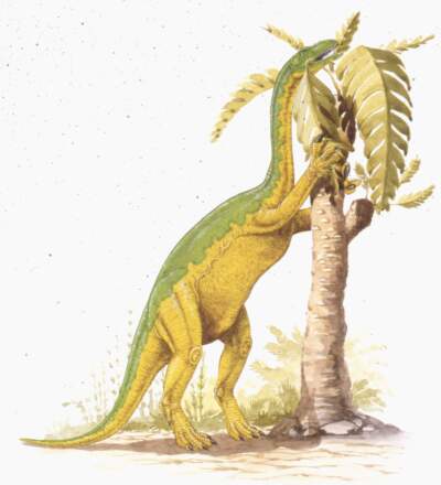 Illustration representing Anchisaurus eating leaves from tree (De Agostini/Getty Images)
