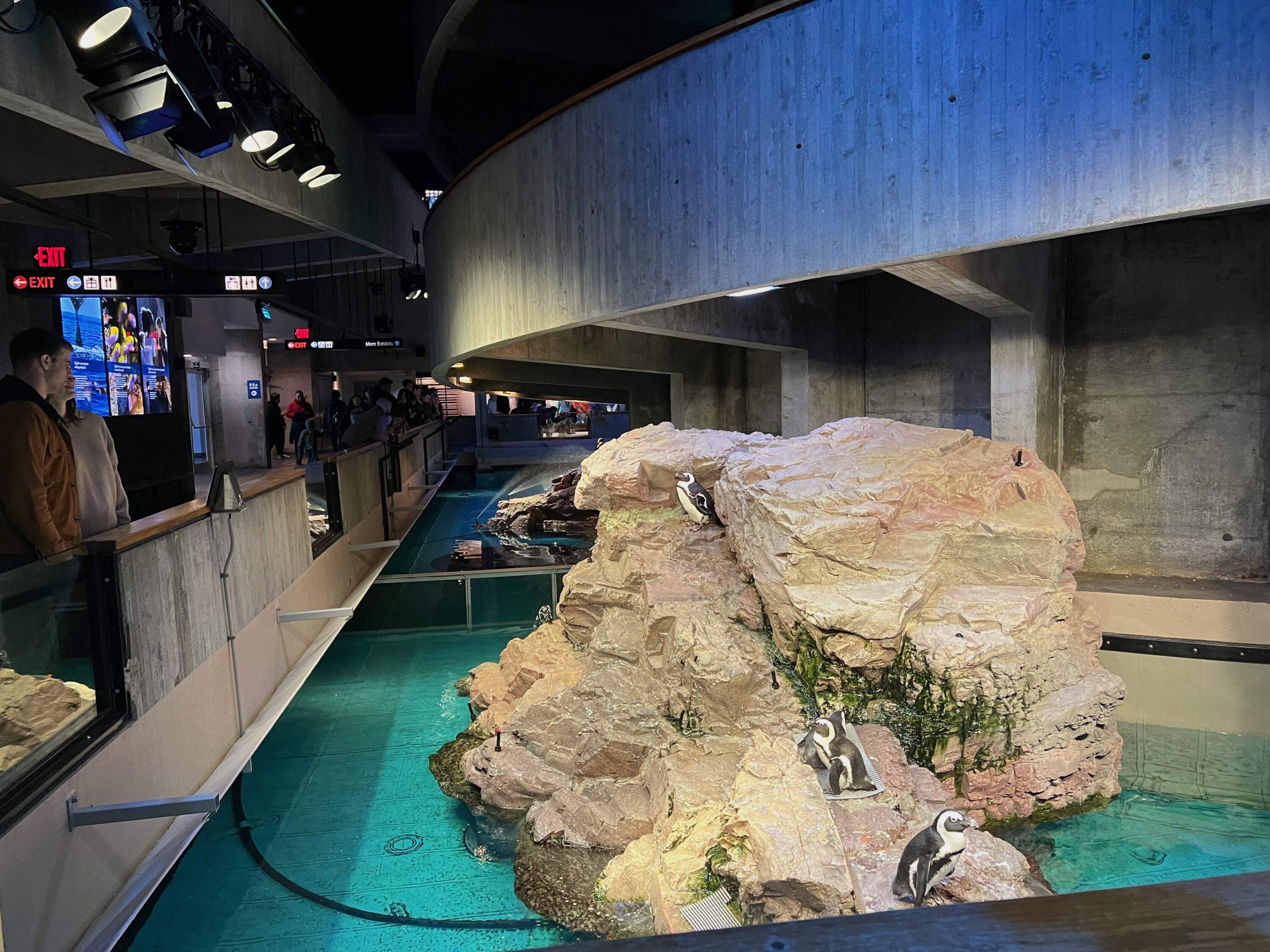 Visitors watch the penguins at the New England Aquarium on BPS Sundays' launch day. (Solon Kelleher/WBUR)