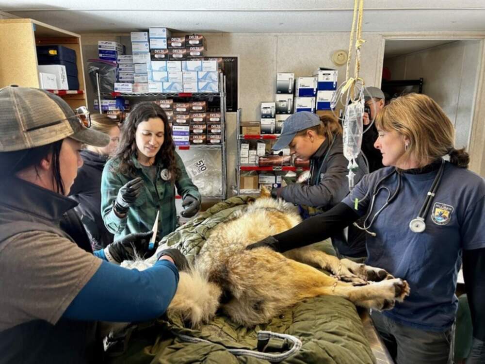A team of wildlife experts examines a 58-pound Mexican gray wolf captured near Alpine, Ariz. (Peter O'Dowd/Here & Now)