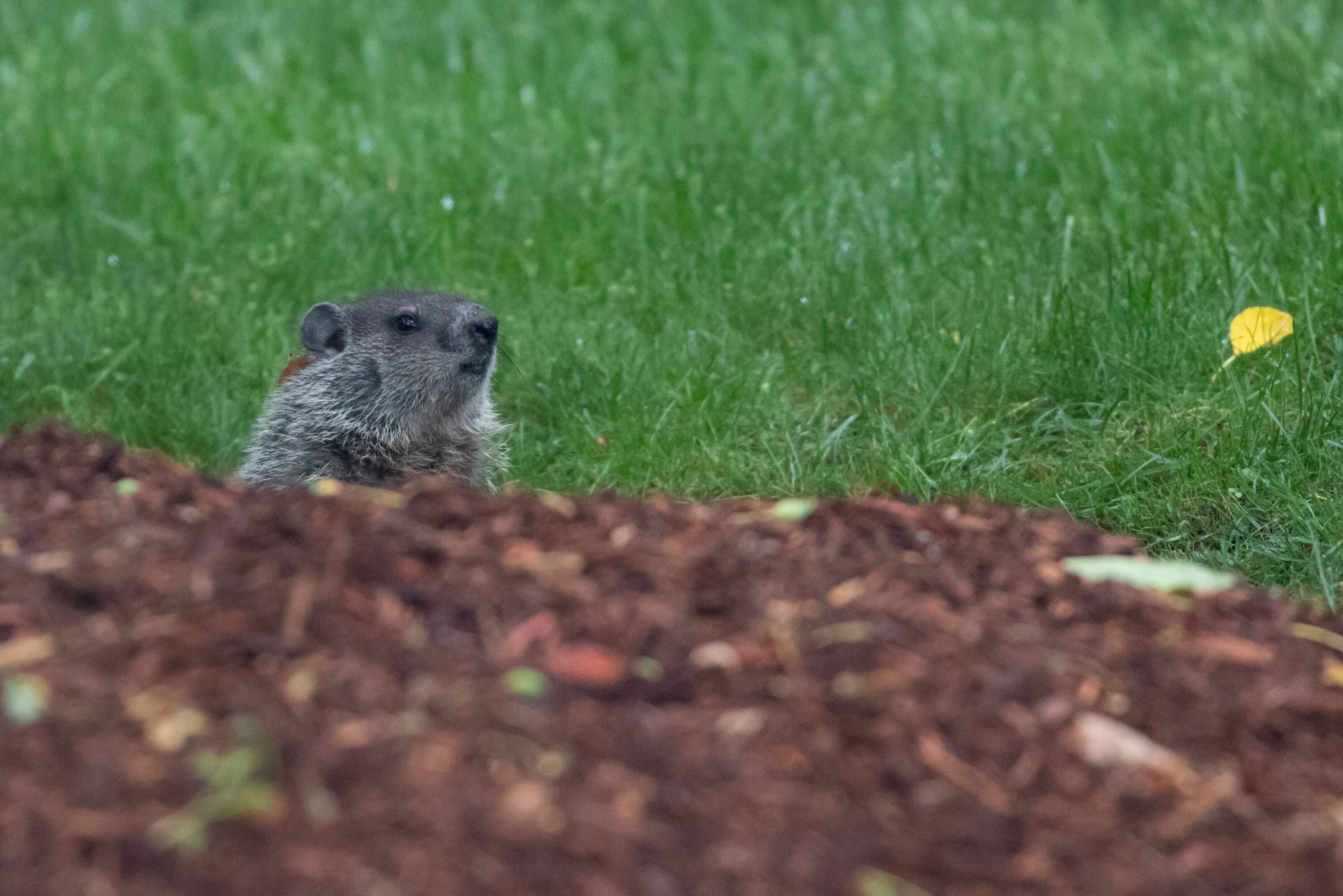 Drumlin Farm's Ms. G, the official state groundhog of Massachusetts. (Courtesy Mass Audubon)