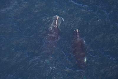 31 right whales spotted feeding in shipping lane off Massachusetts