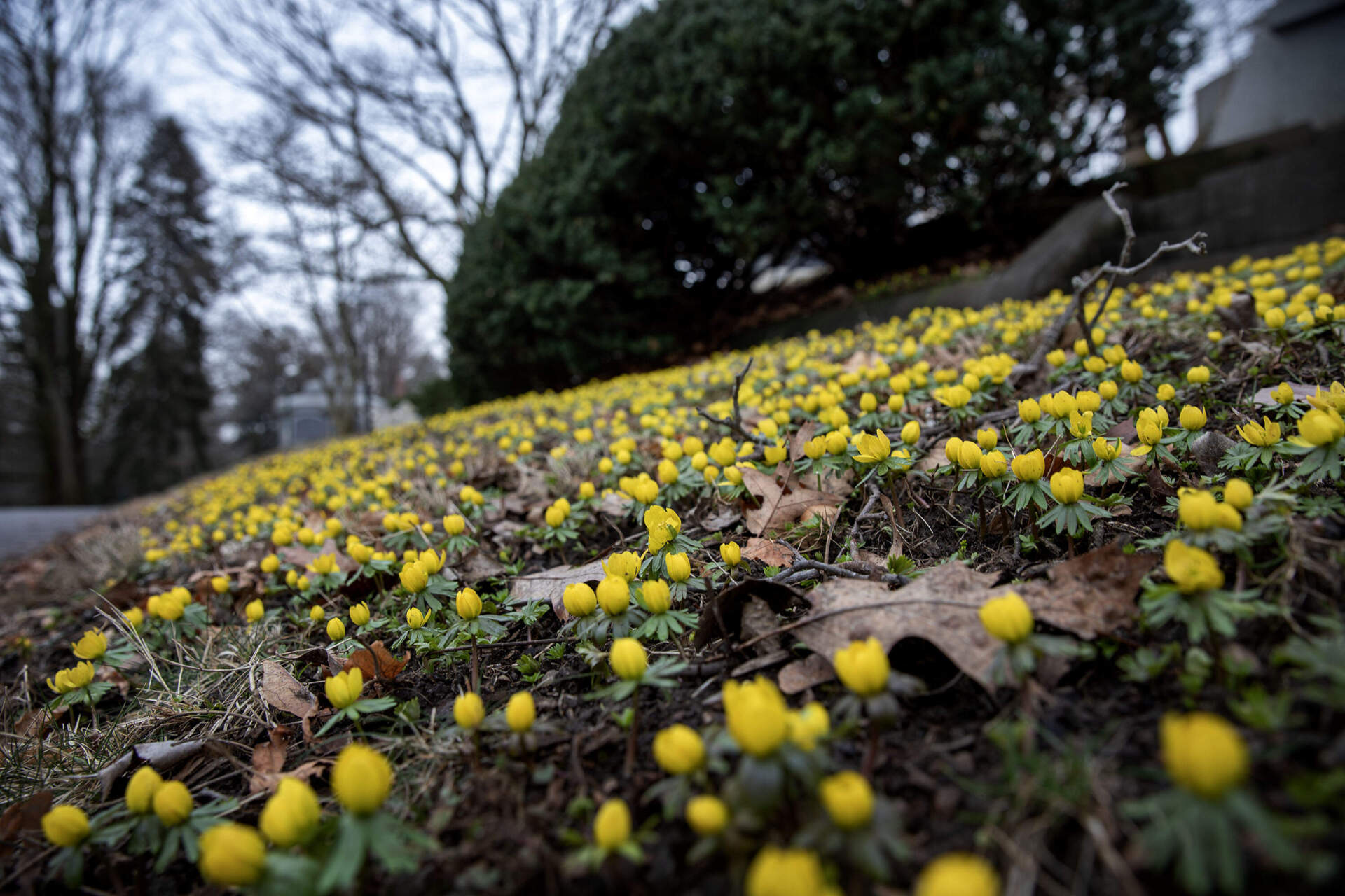 Winter aconite begin to pop up at Mount Auburn Cemetery in March. (Robin Lubbock/WBUR)