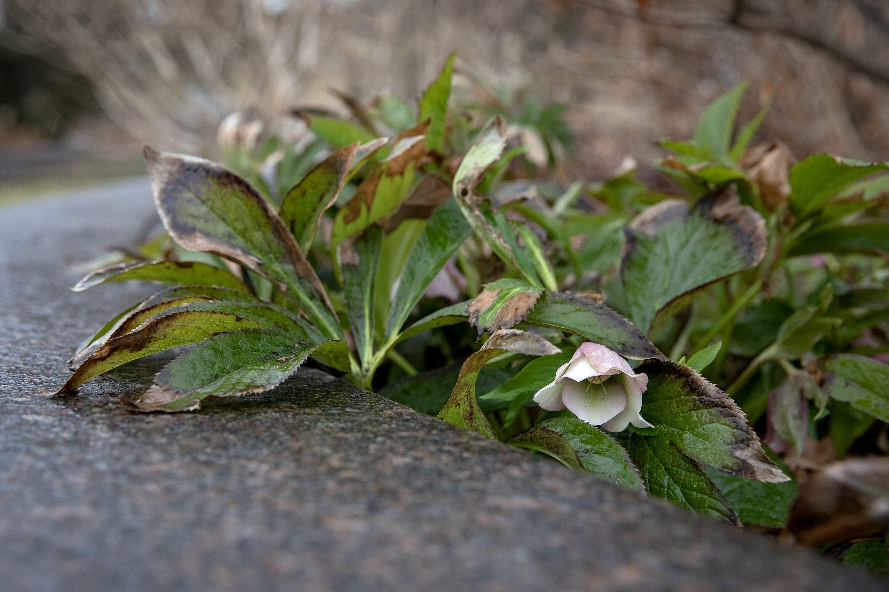 A hellebore in flower in early March at Mount Auburn Cemetery in Cambridge. (Robin Lubbock/WBUR)