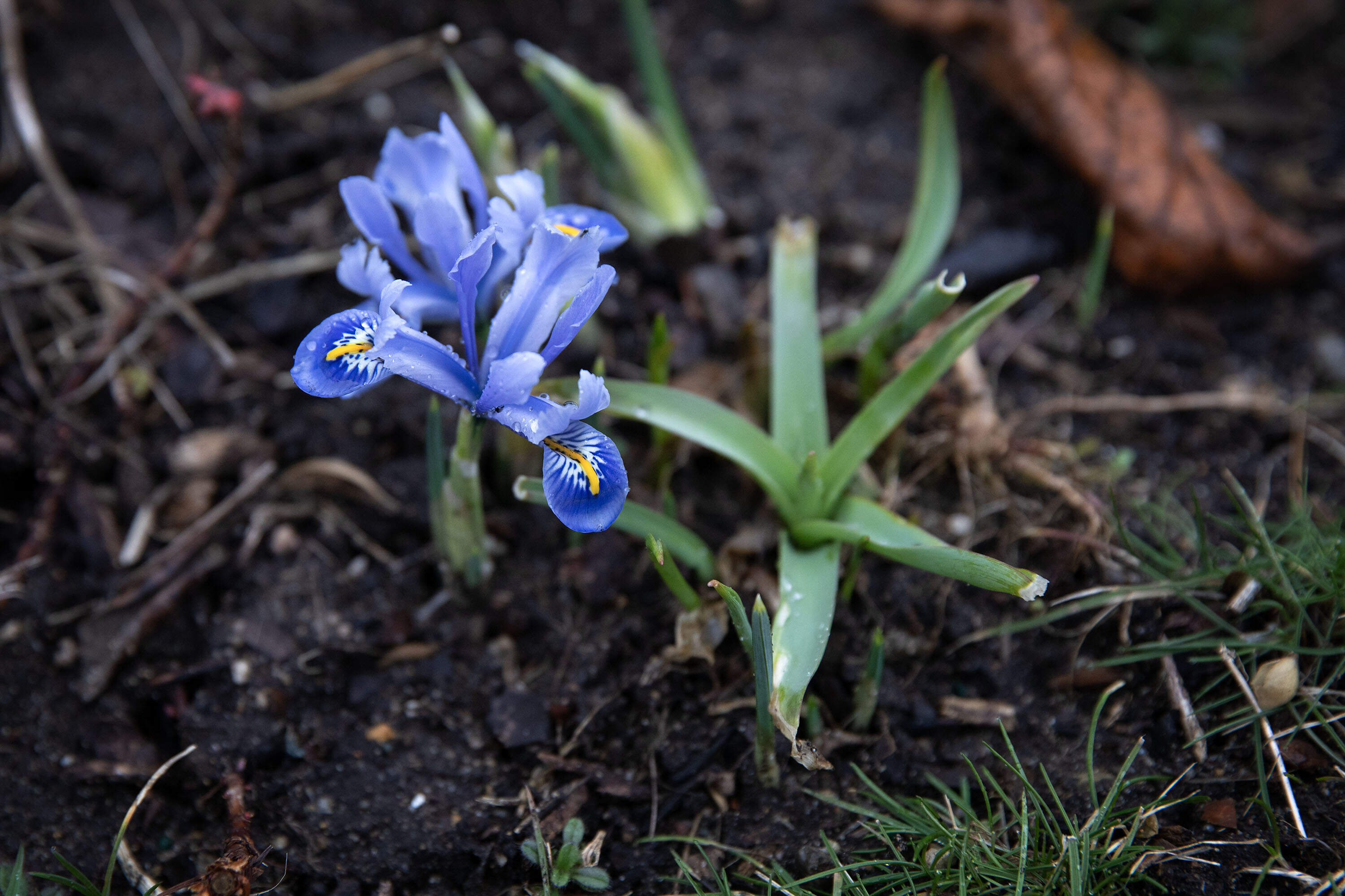 A netted iris blooms in early March at Mount Auburn Cemetery in Cambridge. (Robin Lubbock/WBUR)