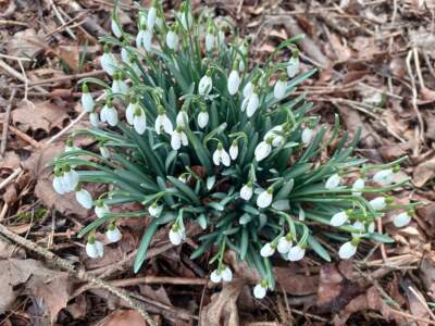 Snowdrops in the author's backyard. (Courtesy Holly Robinson)