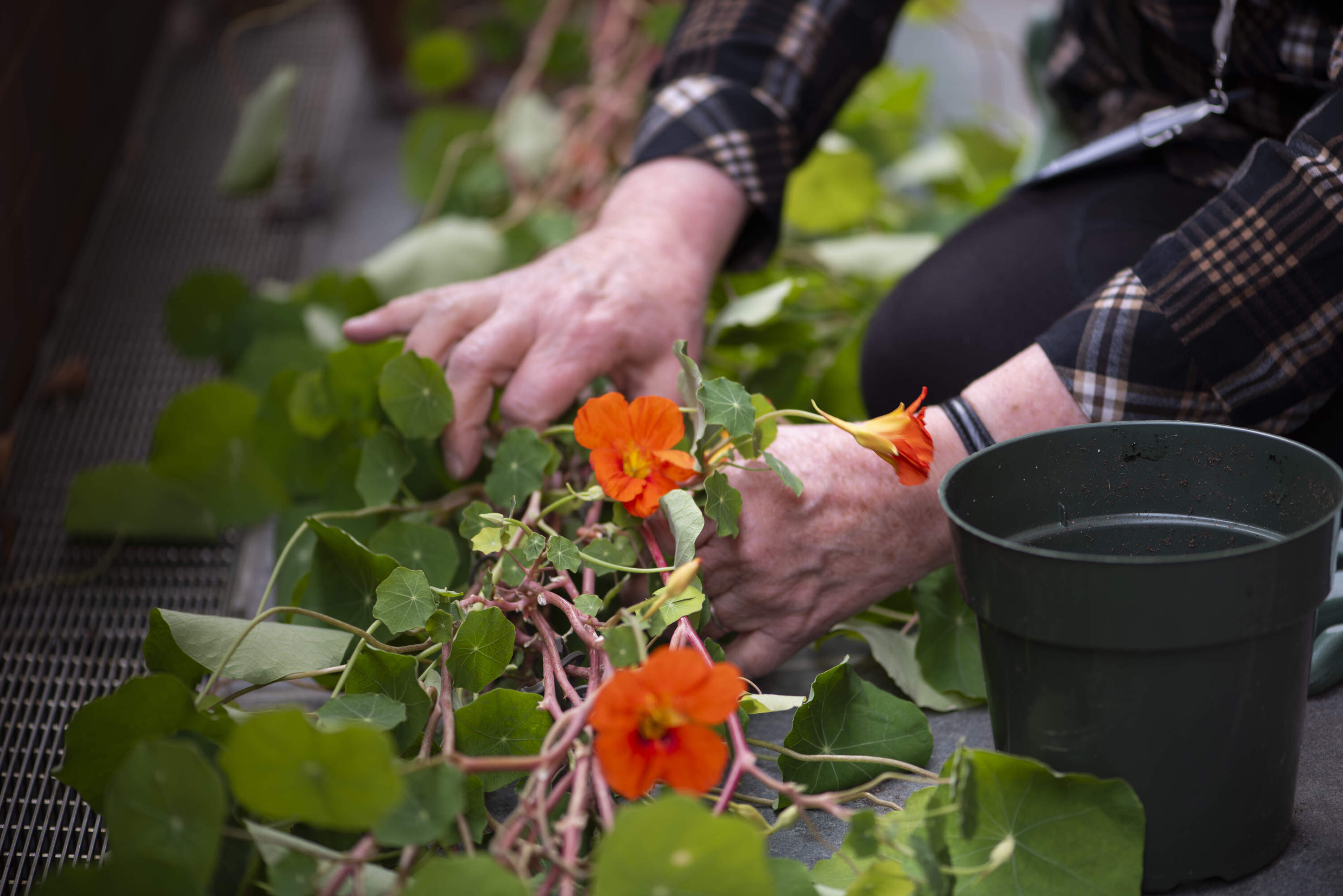 Bright orange nasturtium flowers like this one are what horticulturists strive to cultivate. (Photo courtesy of the Isabella Stewart Gardner Museum)