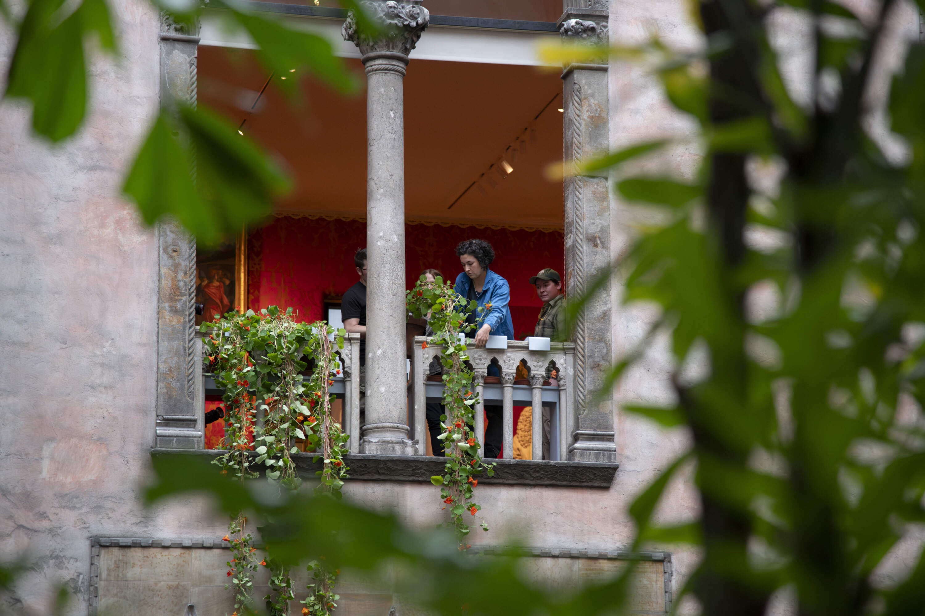 Rumbley and volunteers drape nasturtium vines out of the windows during the 2024 "Hanging Nasturtiums" display. (Photo courtesy of the Isabella Stewart Gardner Museum)