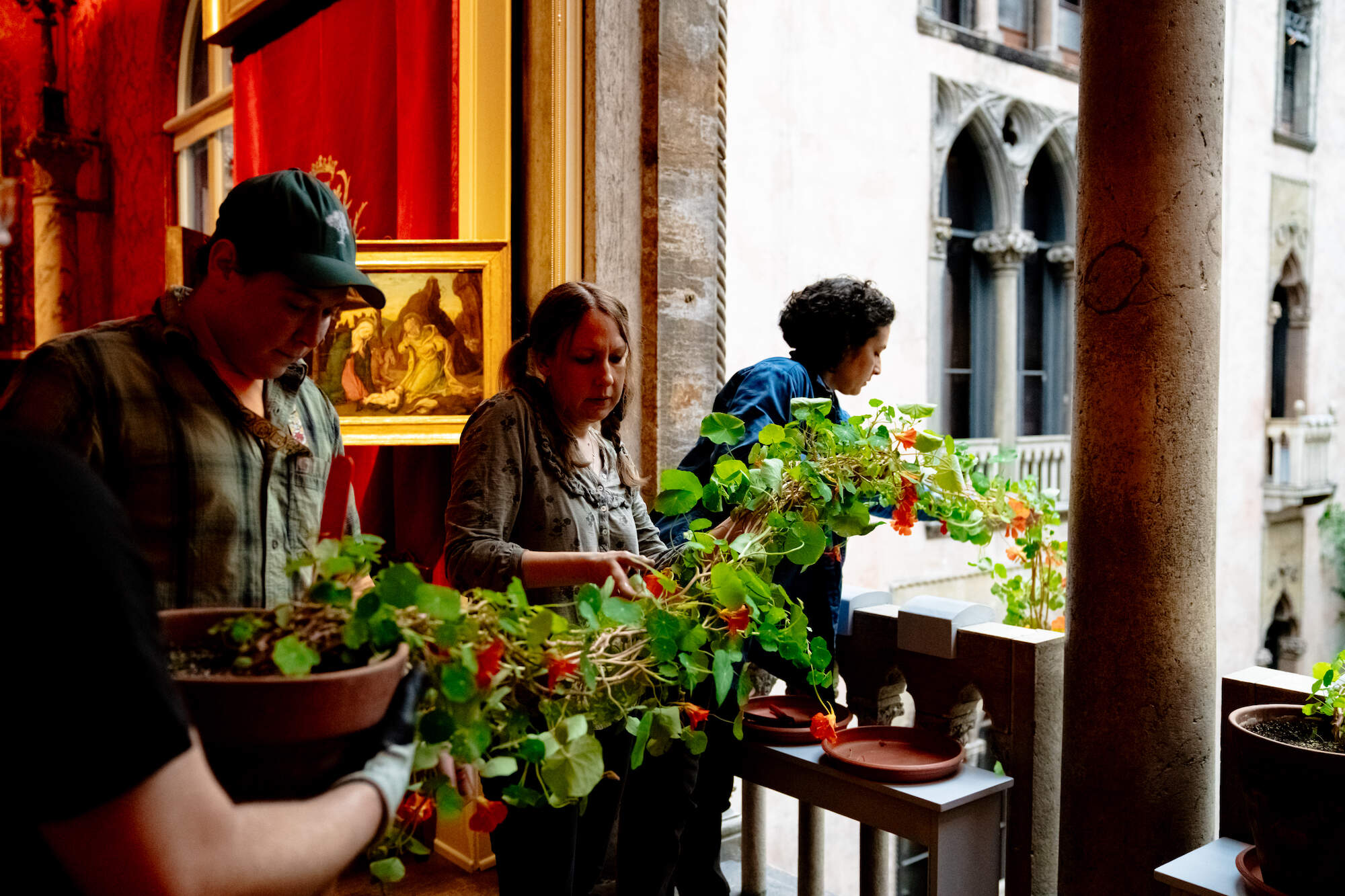 Rumbley and volunteers carry a nasturtium vine and drape it out of the museum's courtyard window. (Photo courtesy of the Isabella Stewart Gardner Museum)