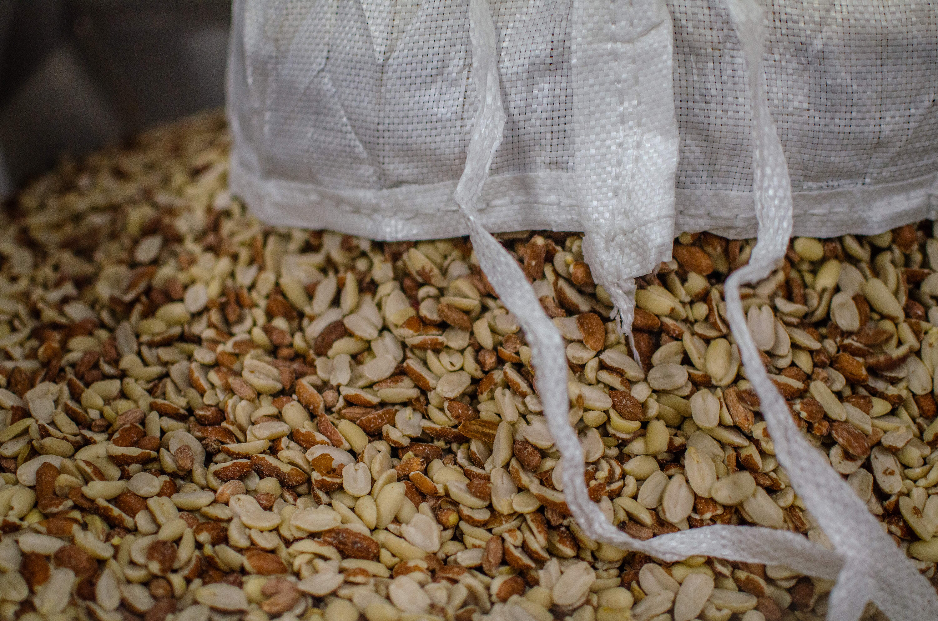 Raw unblanched peanuts are emptied from a 2,200 pound "super-sack" into a stainless steel hopper that feeds the roaster in the Teddie factory. (Sharon Brody/WBUR)