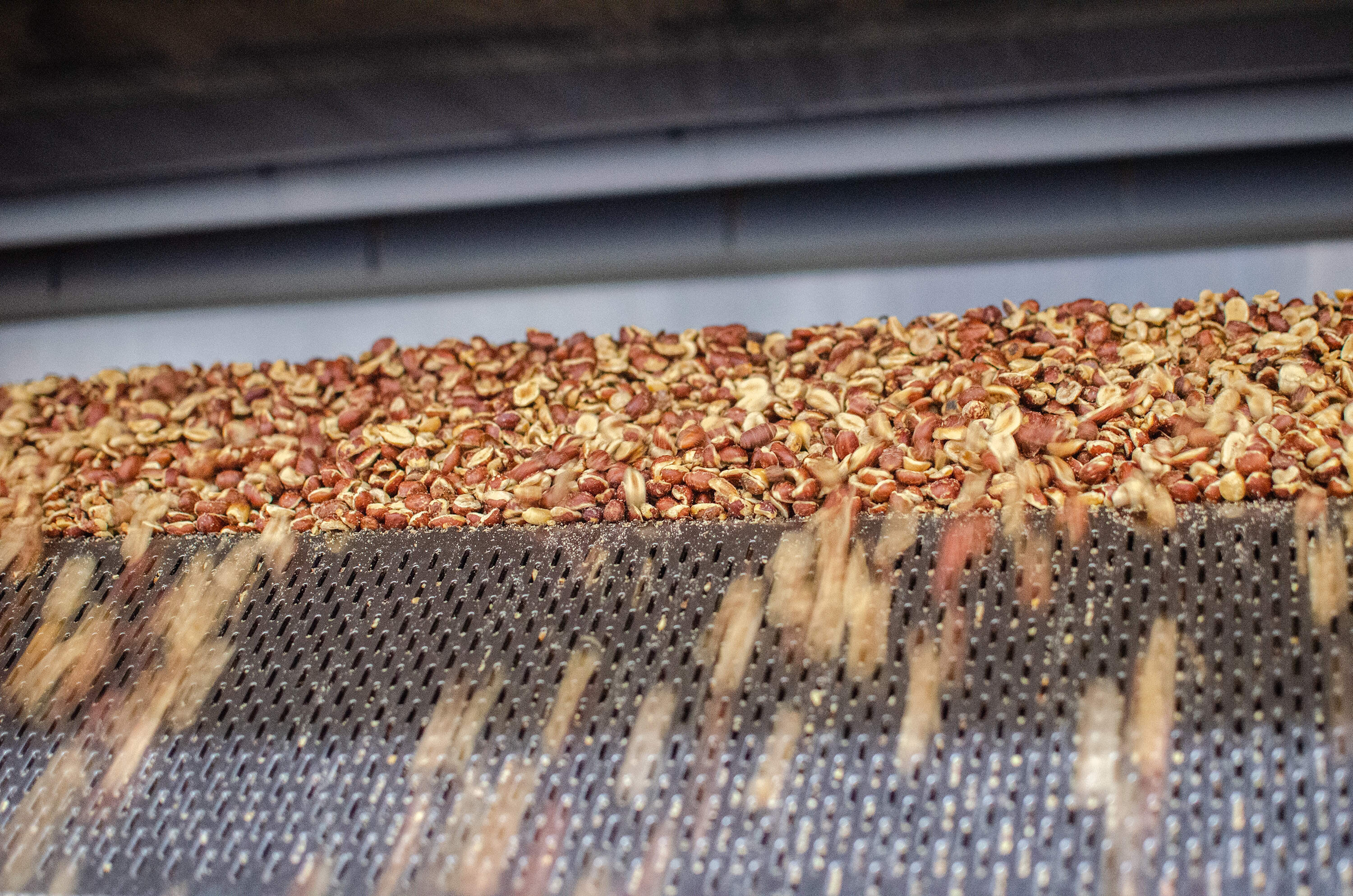 After about 40 minutes of cooking, peanuts exit the roaster on their way to the processing area along their path to become peanut butter. (Sharon Brody/WBUR)