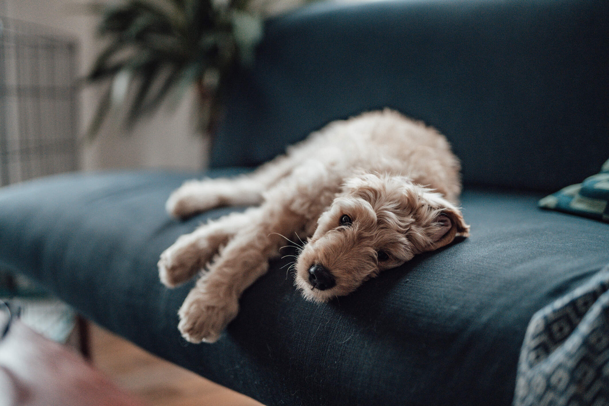 An unexpected ally in therapy: my patient’s dog