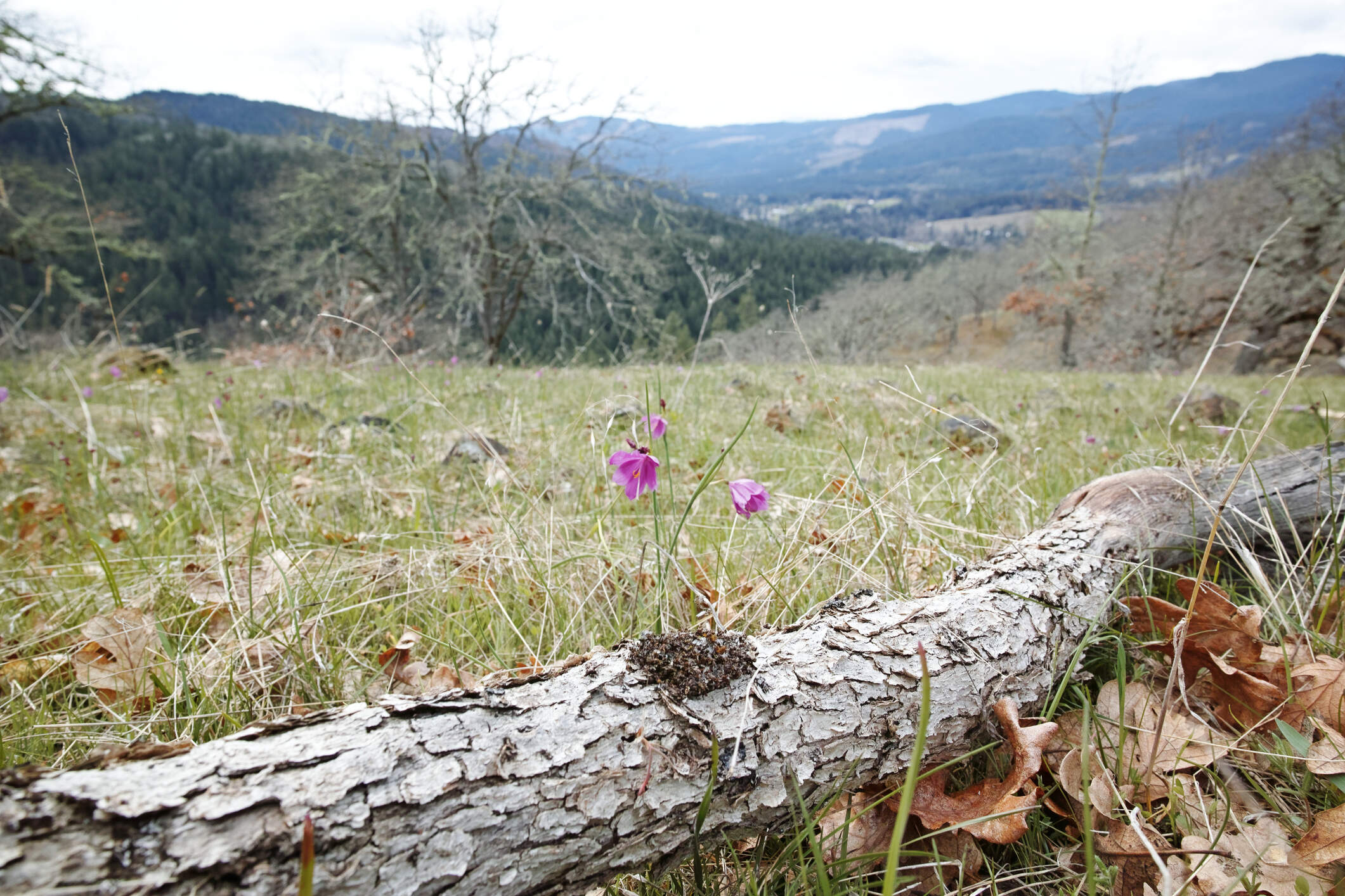Picking up sticks in troubled times