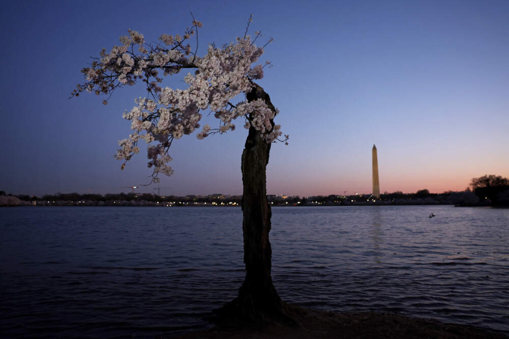 The cherry tree nicknamed "Stumpy" stands in high tide water at the Tidal Basin on March 22, 2024 in Washington, DC. The National Park Service announced that it will begin to cut down over 140 Cherry Blossom trees around the Tidal Basin and West Potomac Park in anticipation of construction for an upgraded sea wall to guard against flooding. (Alex Wong/Getty Images)