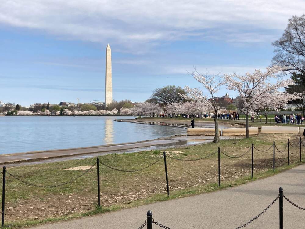 Cherry blossom trees line the edge of the walkway, which D.C. is raising to combat the rising tidal basin. (Scott Tong/Here & Now)
