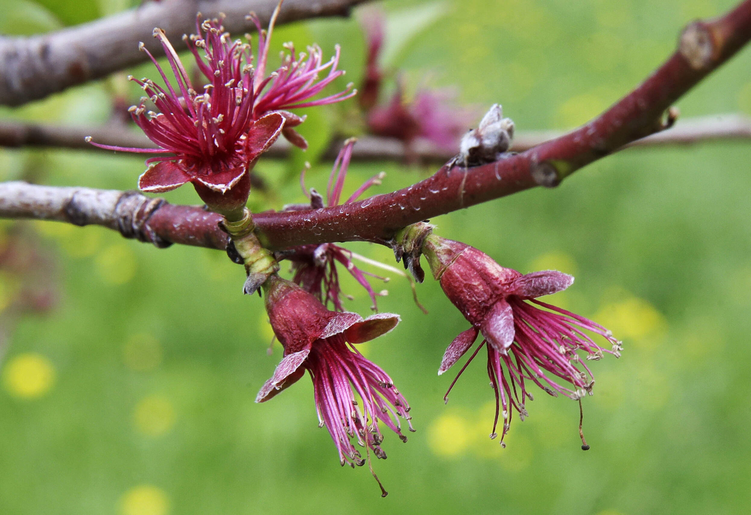 Blossoms pop open on peach trees at Smolak Farms in North Andover, Mass. May 9, 2017. (Charles Krupa/AP)