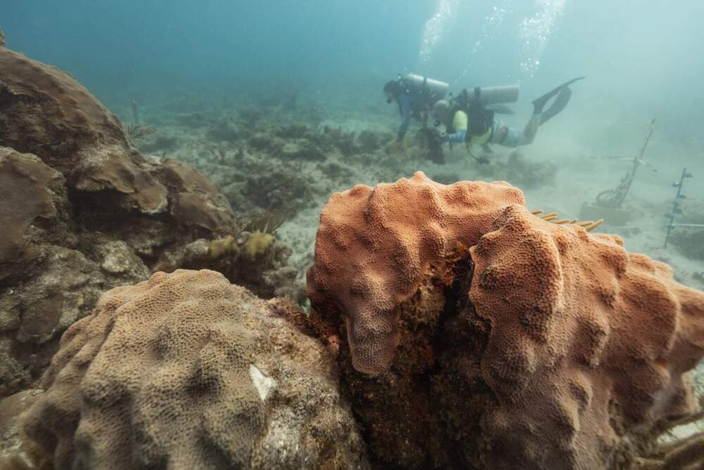 Using an underwater speaker system, researchers found that broadcasting the soundscape of a healthy reef at a degraded reef caused coral larvae to settle at significantly higher rates. (Photo by Dan Mele, courtesy of the Woods Hole Oceanographic Institution via CAI)