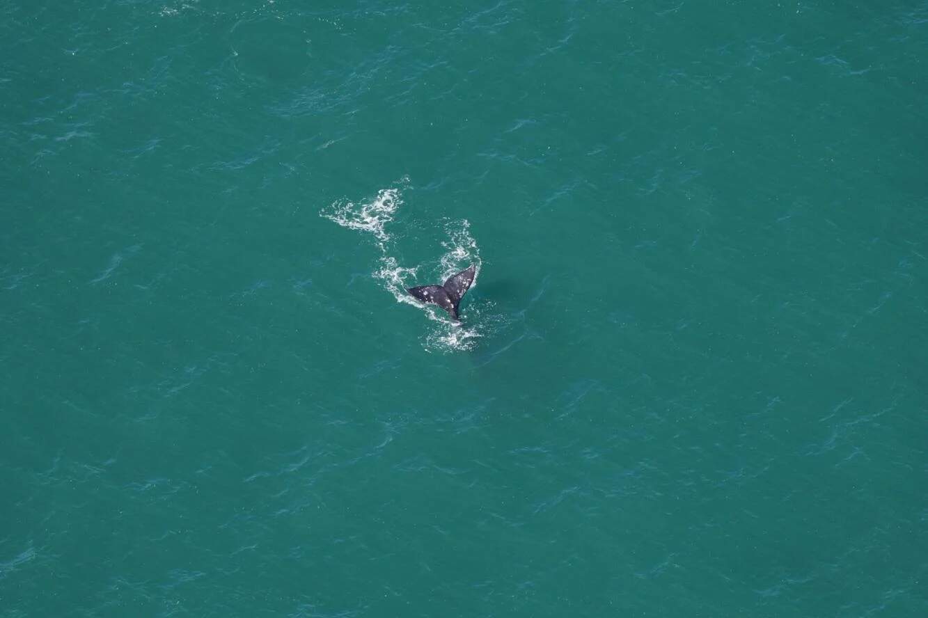 The fluke of a gray whale spotted by a New England Aquarium aerial survey team. (Courtesy of the New England Aquarium via SHNS)
