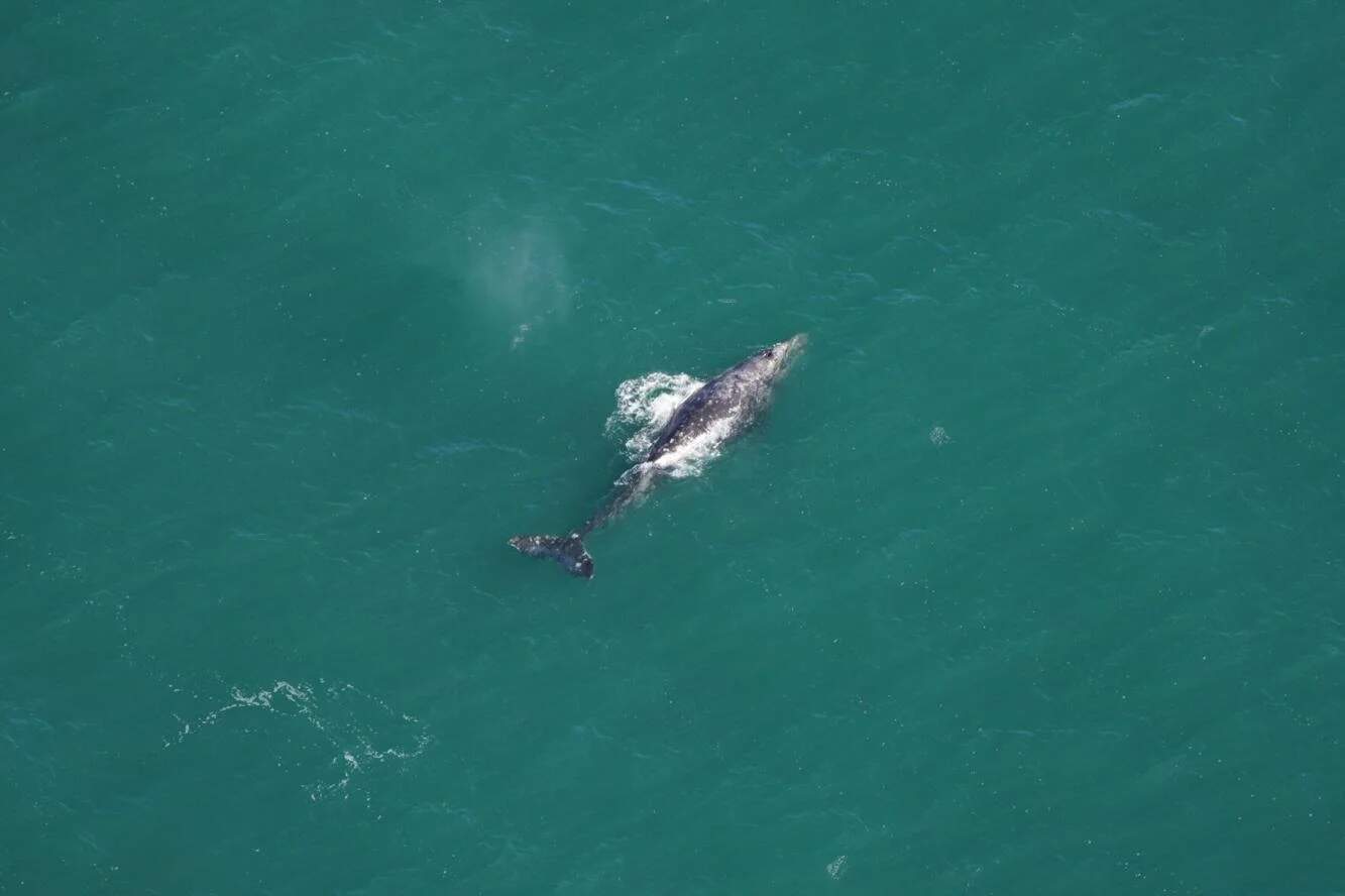 Gray whales typically spend summers north of Alaska in the Bering and Chukchi Seas and then migrate south to southern California and Mexico for winters. This one was spotted by a New England Aquarium aerial survey team about 30 miles south of Nantucket on March 1, 2024. (Courtesy of the New England Aquarium via SHNS)