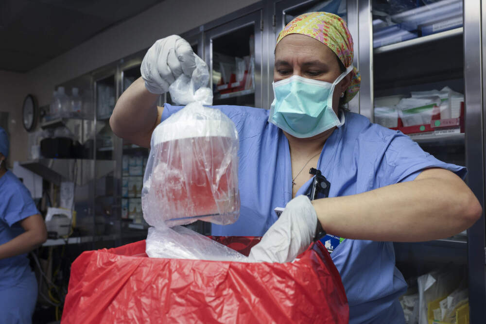 A member of the surgical team holds the pig kidney during the groundbreaking operation. (Courtesy Massachusetts General Hospital)