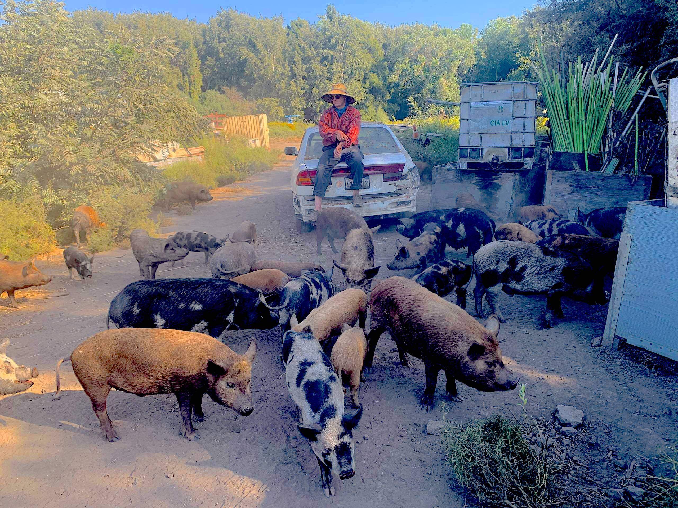 Tim Anderson at his pig farm in The Delta. (Jon Kalish)