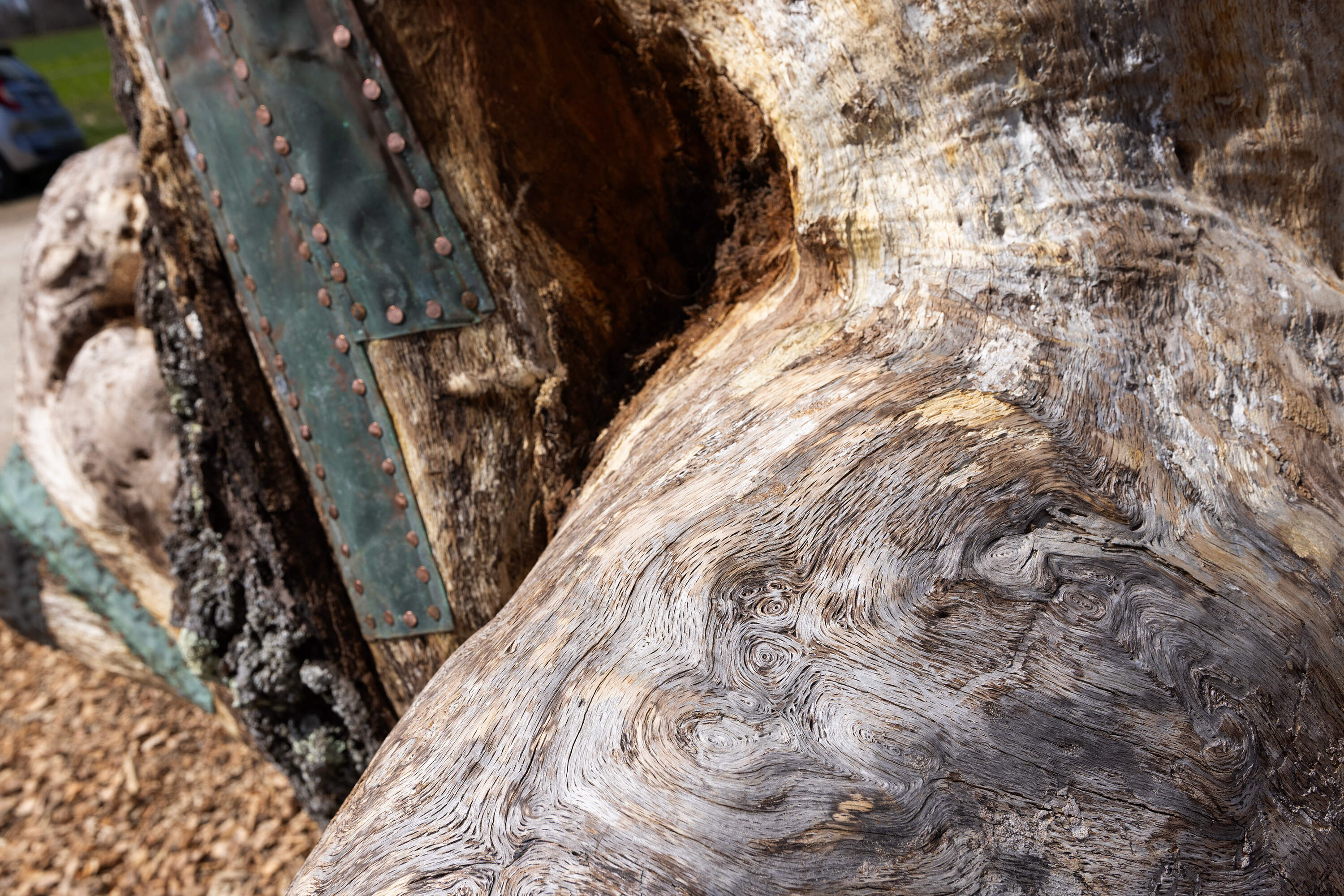A detail shot of a human perch, this one made with an old oak tree and recycled copper materials. (Jesse Costa/WBUR)