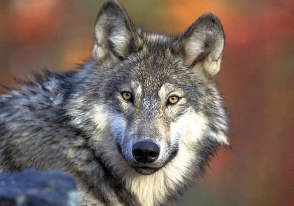 An investigation is underway into possible 'animal abuse' of a wolf in Wyoming. (Gary Kramer/AP/U.S. Fish and Wildlife Service)