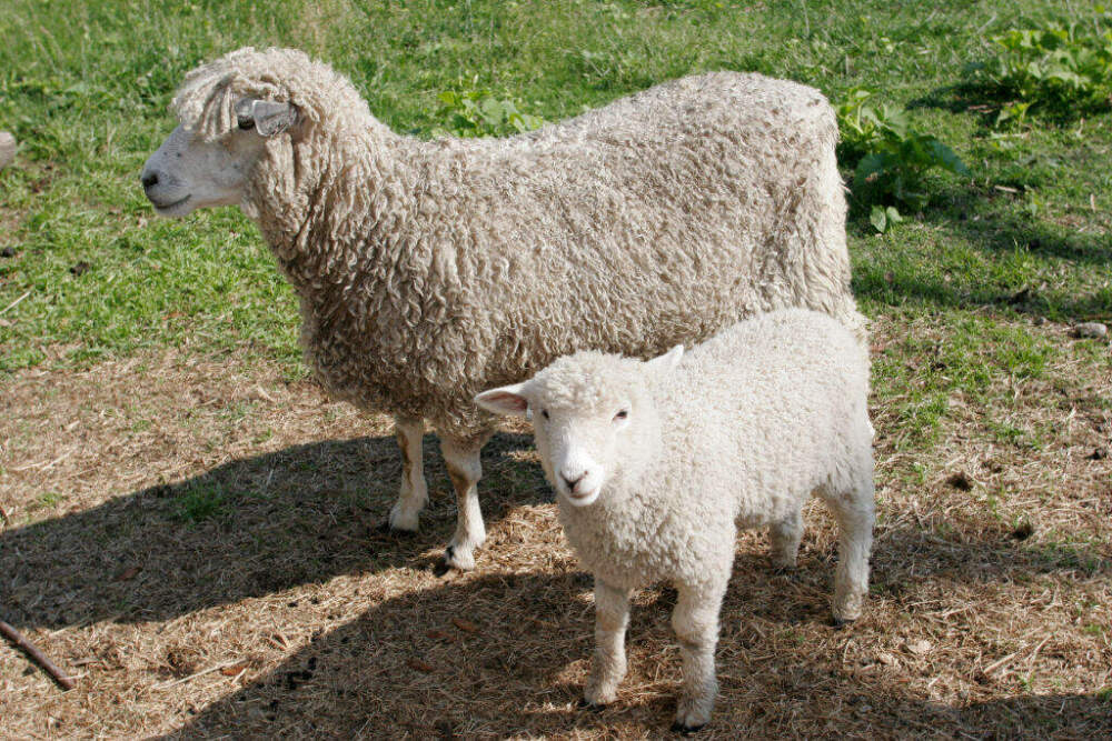 Leicester Longwool sheep. (Jeffrey Greenberg/Universal Images Group via Getty Images)