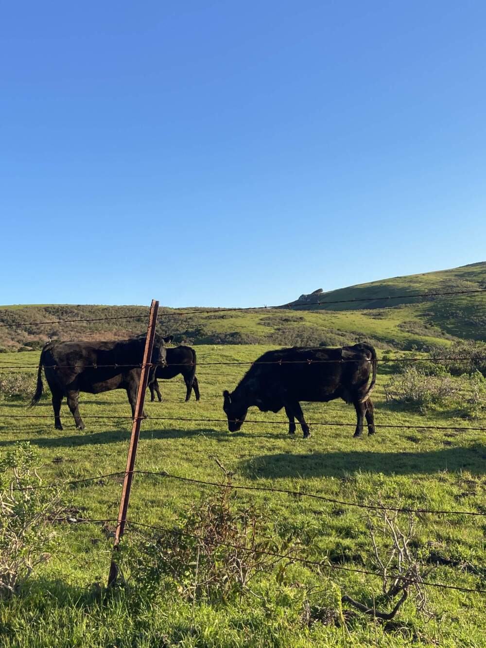 Cows graze near Tomales Bay. (Kathy Gunst/Here & Now)
