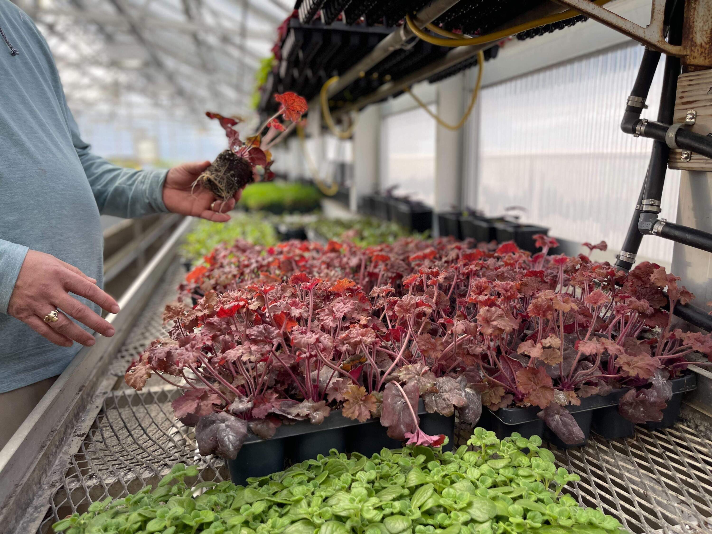 Superintendent of Horticulture Anthony Hennessy holds a young plant in the city's greenhouse. (Rupa Shenoy/WBUR)