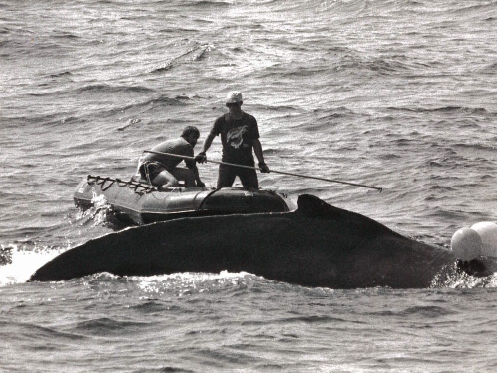 Early photo of Charles "Stormy" Mayo (standing) and former colleague Mark Gilmore working to disentangle a whale (Courtesy Center for Coastal Studies)