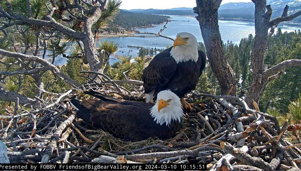 Bald eagles Jackie and Shadow sit in their nest. (Courtesy of Friends of Big Bear Valley)