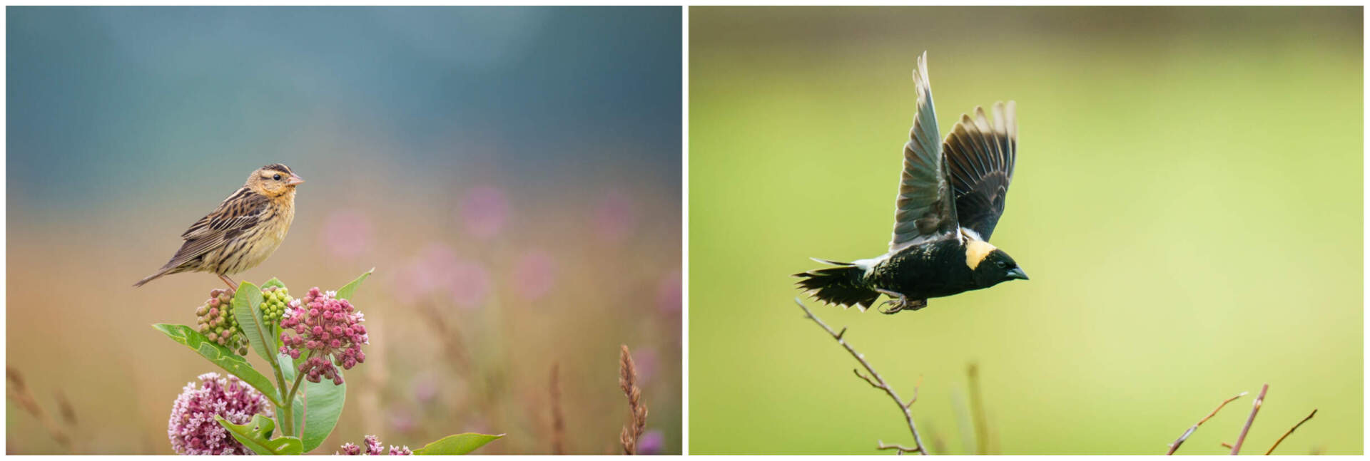 Left, a female bobolink perching. (Courtesy PS50ACE) Right, a male bobolink in flight. (Courtesy Mark Davis)