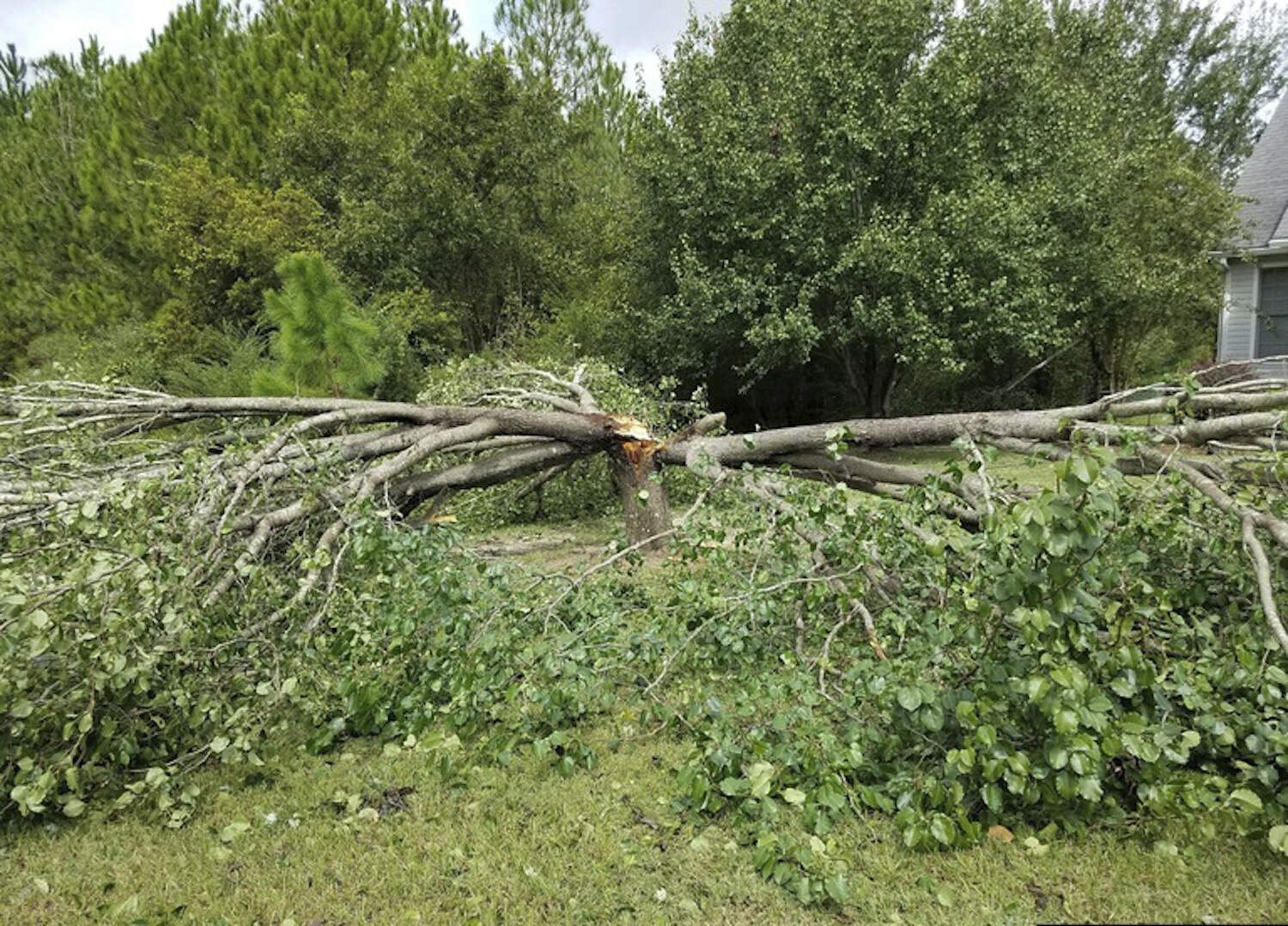 The Callery pear tree's weak branch union often results in splitting during storms. (Rebekah D. Wallace/ University of Georgia, Bugwood.org via AP)