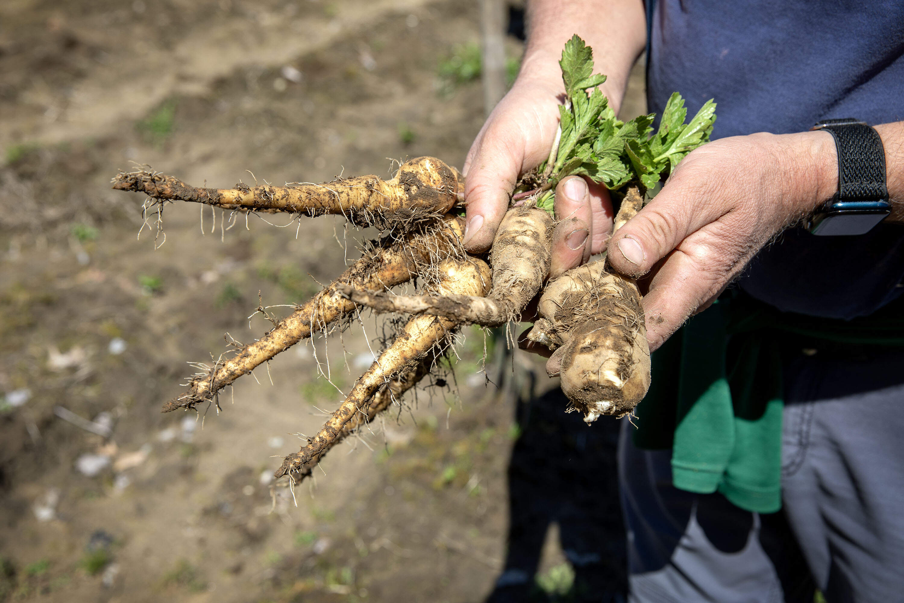 Farmer Chris Kurth holds a handful of parsnips freshly dug from a Siena Farm field. (Robin Lubbock/WBUR)
