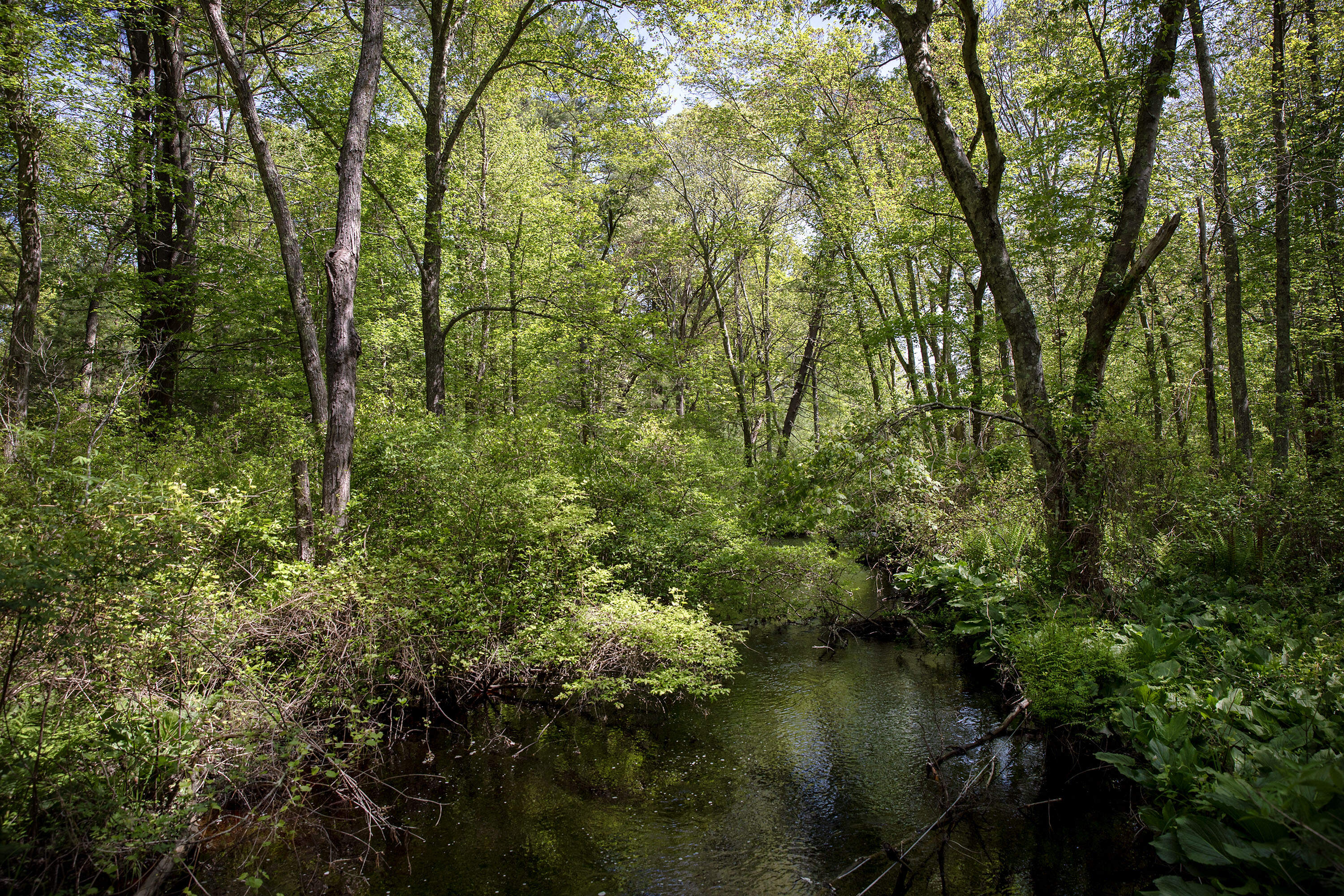 Woodland surrounding the Rocky Run brook in an area of Rehoboth which Mary Hollinshead's aims to protect with conservation restrictions. (Robin Lubbock/WBUR)