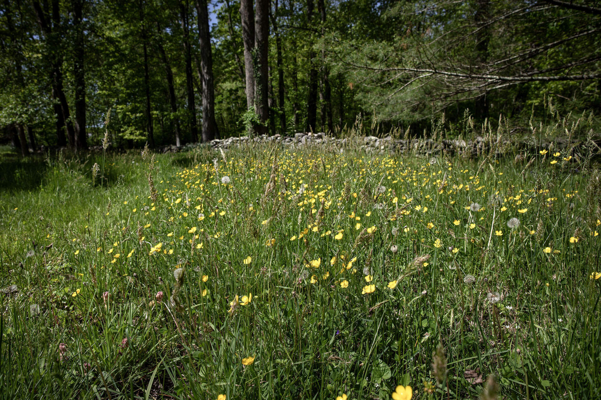 Bulbous buttercups in a meadow, surrounded by a stone wall and woodland, in a area near Mary Hollinshead's home which she aims to protect with conservation restrictions. (Robin Lubbock/WBUR)