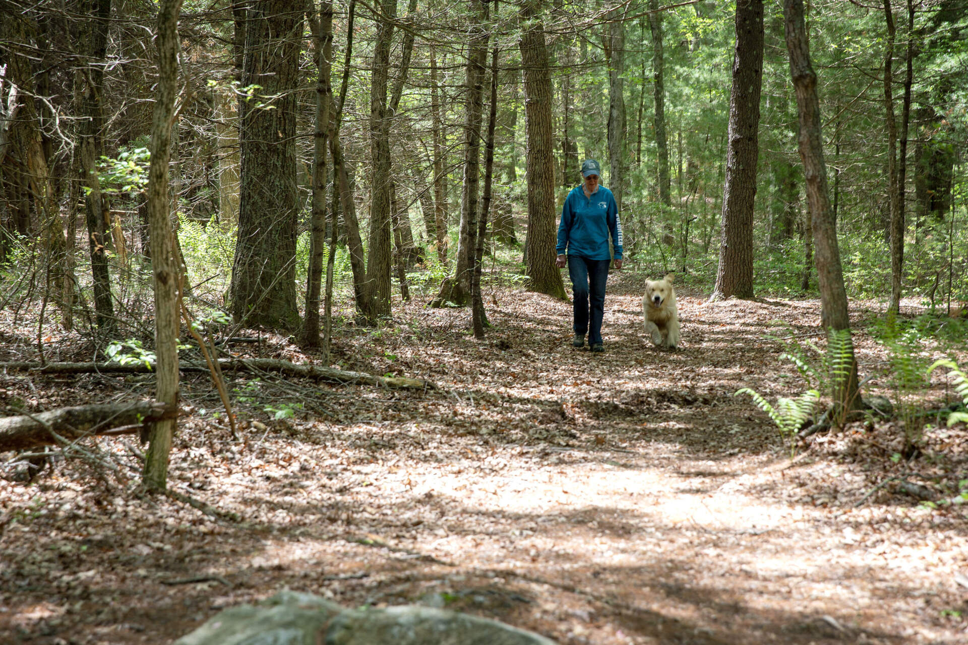 Edith Wislocki walks along a woodland path with her dog Woodruff, in an area of woods she aims to restrict from development as conservation land. (Robin Lubbock/WBUR)