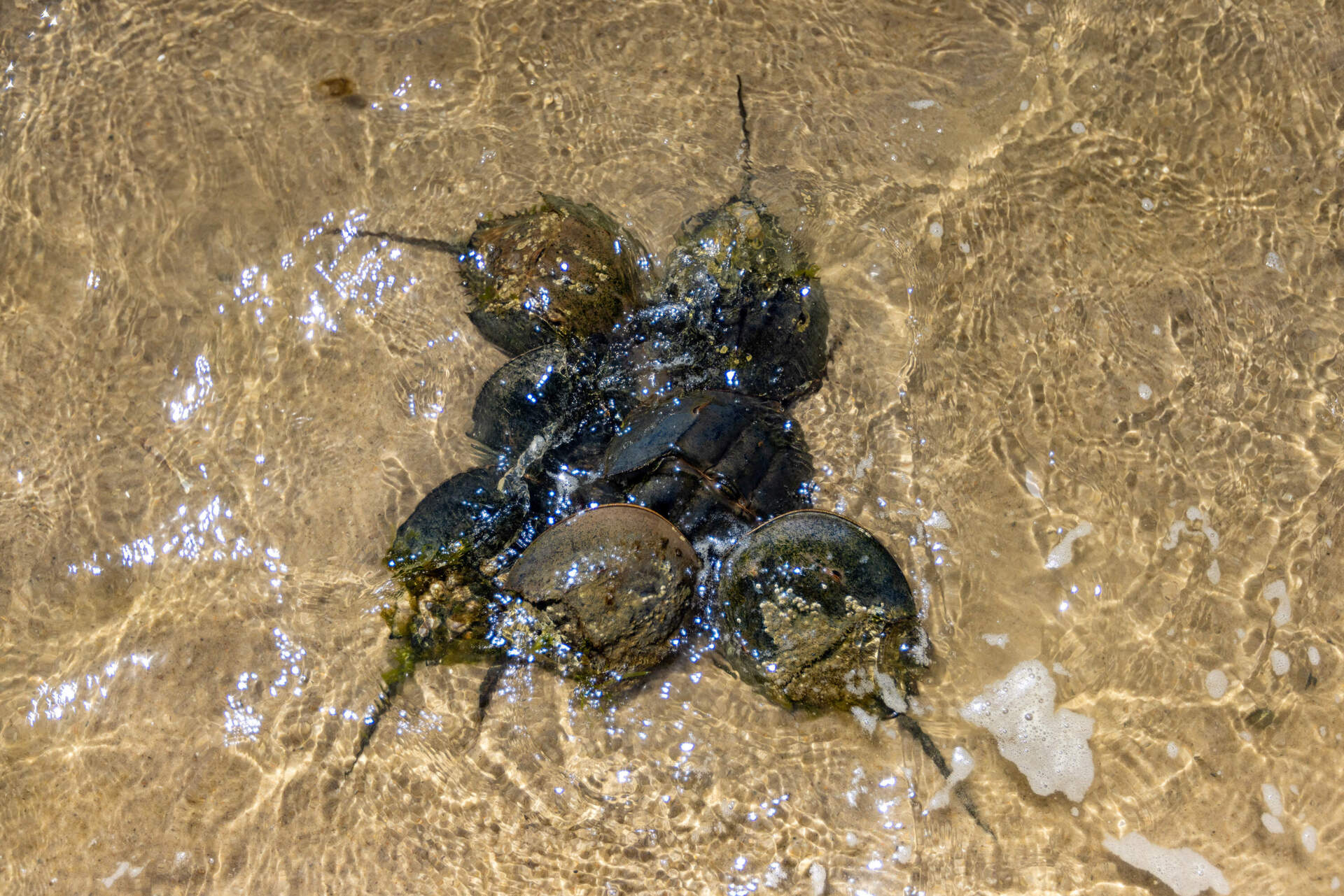 Male horseshoe crabs surround a female while she is laying eggs in the sand. (Jesse Costa/WBUR)
