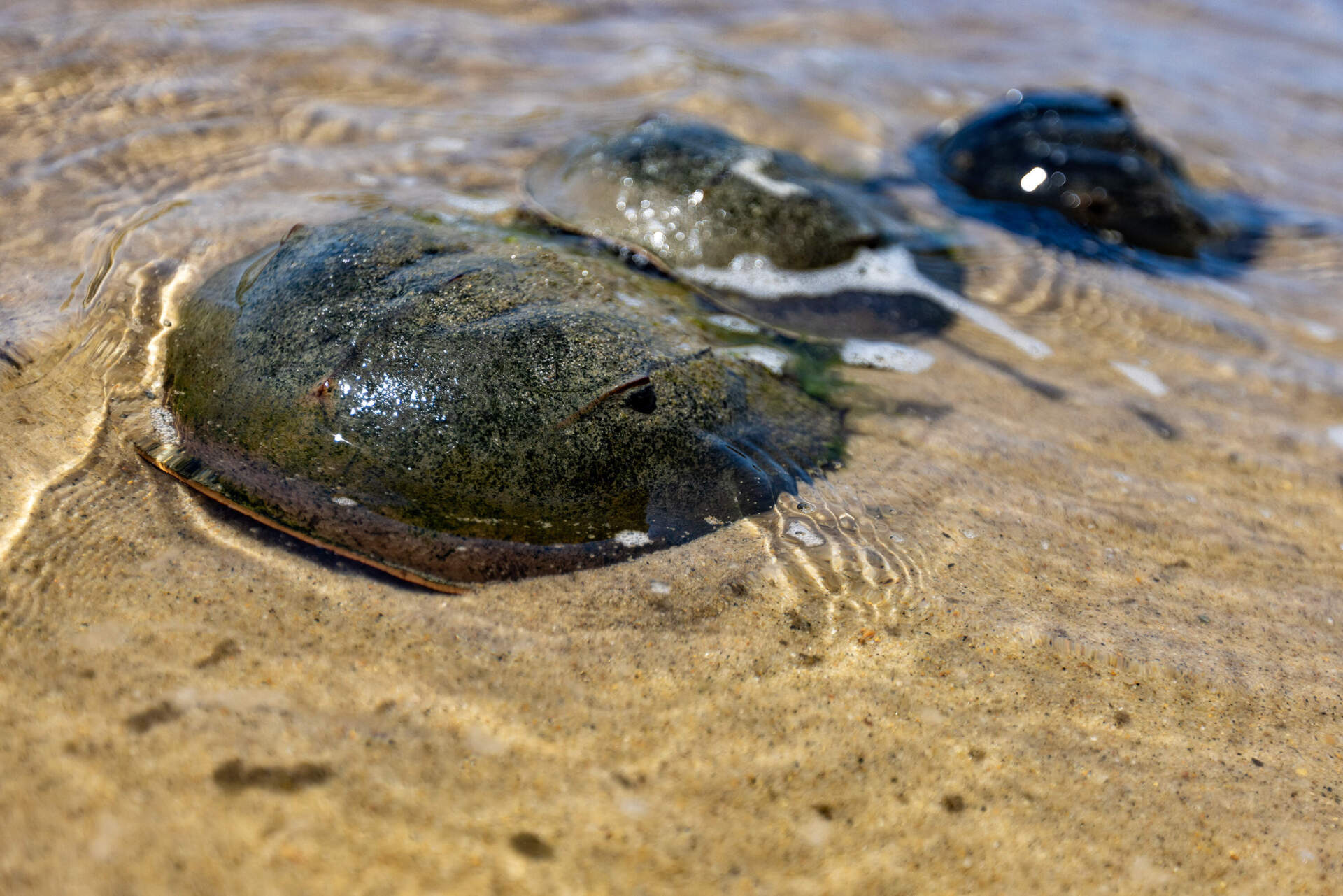 Two male horseshoe crabs attempt to latch onto a female as she is looking for a spot to lay eggs during horseshoe crab breeding season in Orleans. (Jesse Costa/WBUR)